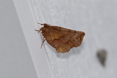 Selenia alciphearia