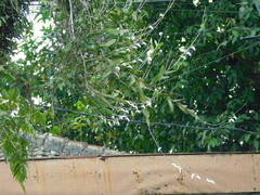 Dendrobium crumenatum