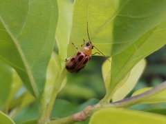Exora obsoleta