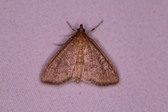 Framinghamia helvalis