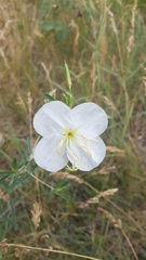 Oenothera nuttallii