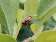 Exora obsoleta