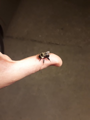 Bombus impatiens