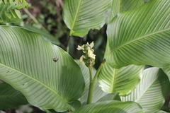 Goeppertia latifolia