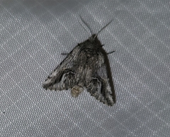 Ursia noctuiformis