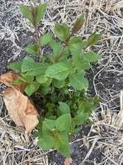 Bignonia callistegioides