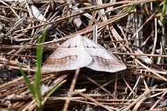 Petrophora subaequaria
