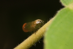 Eoscarta