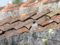 Pycnonotus aurigaster