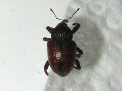Chalcodermus collaris