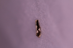 Monopis dorsistrigella