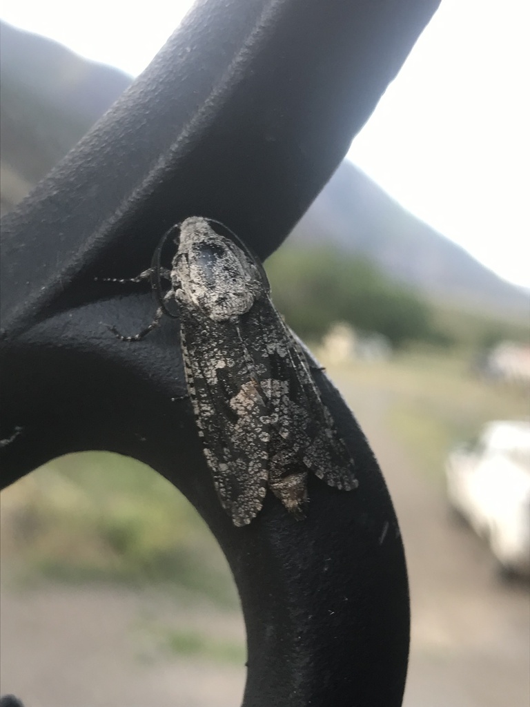 Carpenterworm Moth