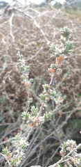 Malacocera tricornis
