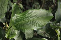 Goeppertia latifolia