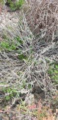 Malacocera tricornis