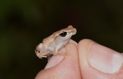 Eleutherodactylus brittoni