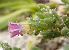 Calibrachoa parviflora
