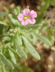 Calibrachoa parviflora