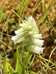 Spiranthes romanzoffiana