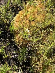 Spiranthes romanzoffiana