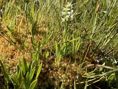 Spiranthes romanzoffiana