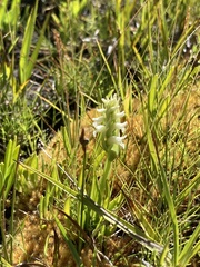 Spiranthes romanzoffiana