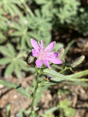 Stephanomeria lactucina