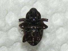 Chalcodermus collaris