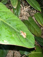 Eleutherodactylus brittoni