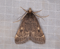 Loxostegopsis xanthocrypta