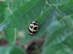 Oligocorynus jansoni