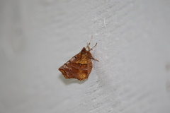 Selenia alciphearia