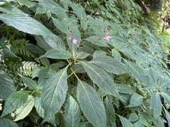 Impatiens devolii
