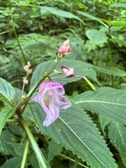 Impatiens devolii