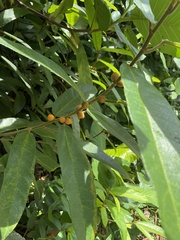 Ficus aurata