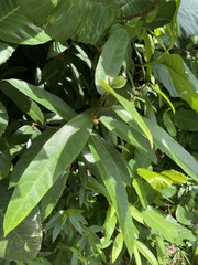 Ficus aurata