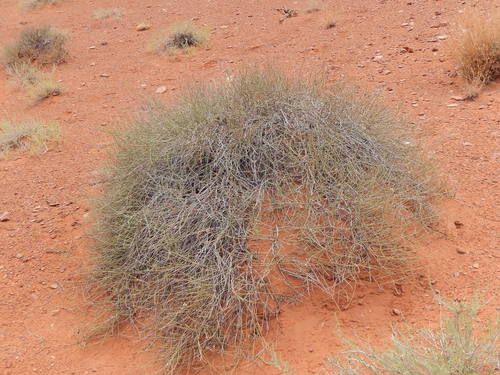 Torrey's jointfir (Ephedra torreyana)