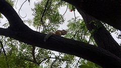 Funambulus pennantii