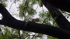 Funambulus pennantii