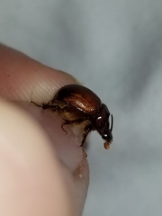 Odonteus