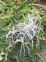 Senecio filaginoides filaginoides