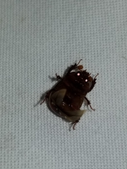 Odonteus
