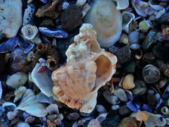 Tutufa rubeta