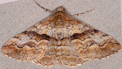 Gastrinodes bitaeniaria