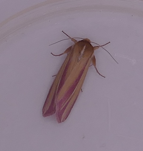 Pink Streak Moth photo 4