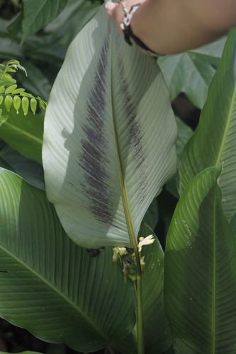 Goeppertia latifolia