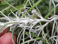Senecio filaginoides filaginoides