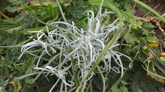 Senecio filaginoides filaginoides