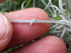 Senecio filaginoides filaginoides
