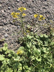 Rorippa sylvestris